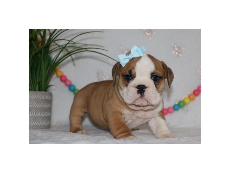 Bulldog/Bulldog-Beagle