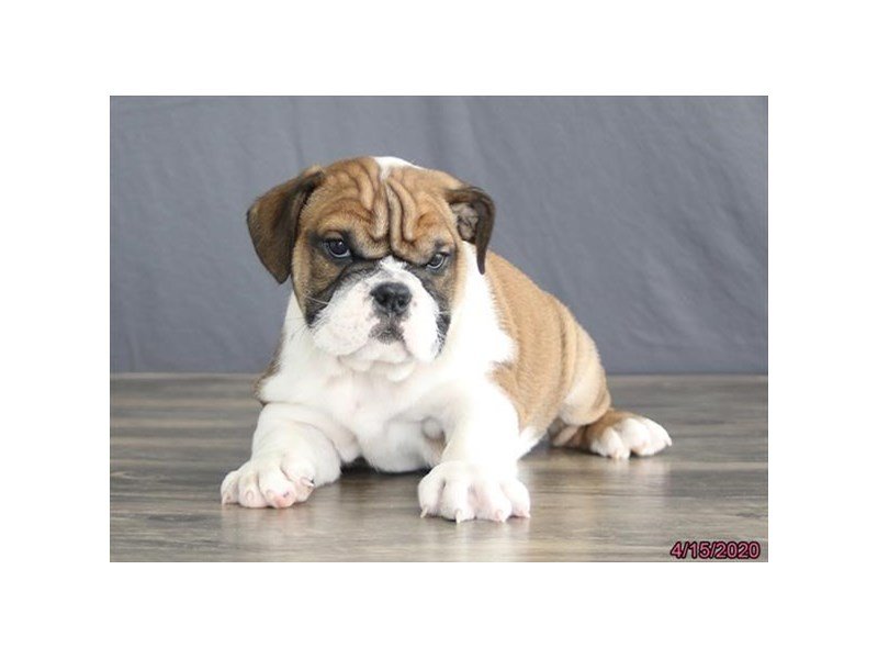 Bulldog