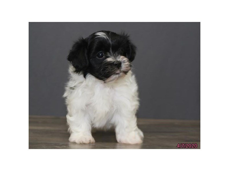 Havanese