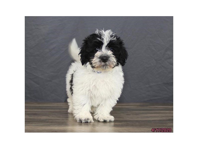 Havanese