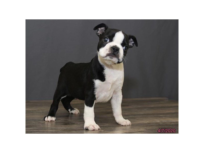 Boston Terrier