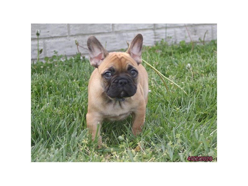 French Bulldog