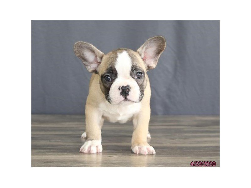 French Bulldog