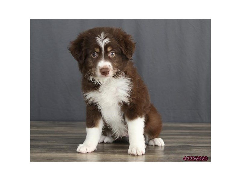 Miniature Australian ShepherdDOGMaleChocolate2693700Petland