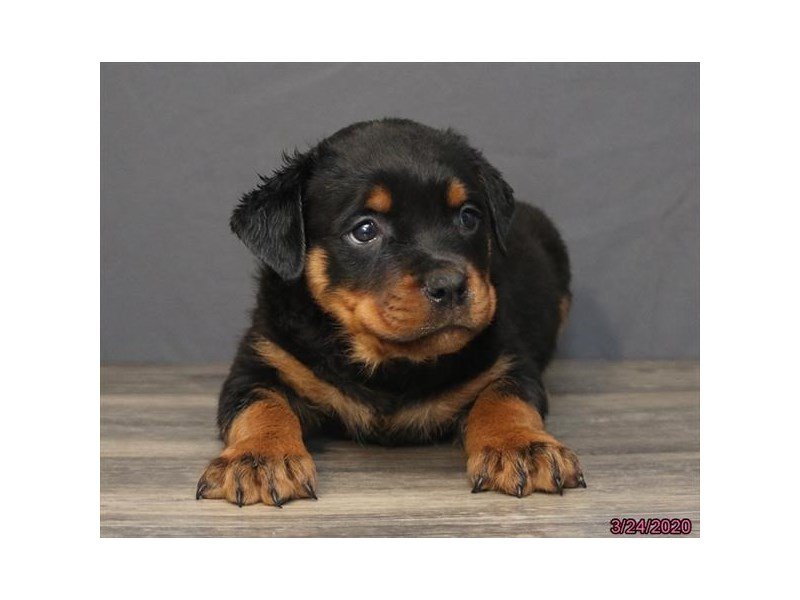 Rottweiler