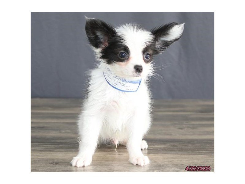 Papillon
