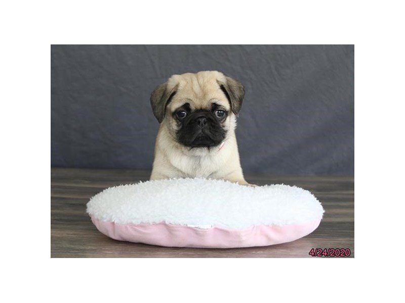 Pug