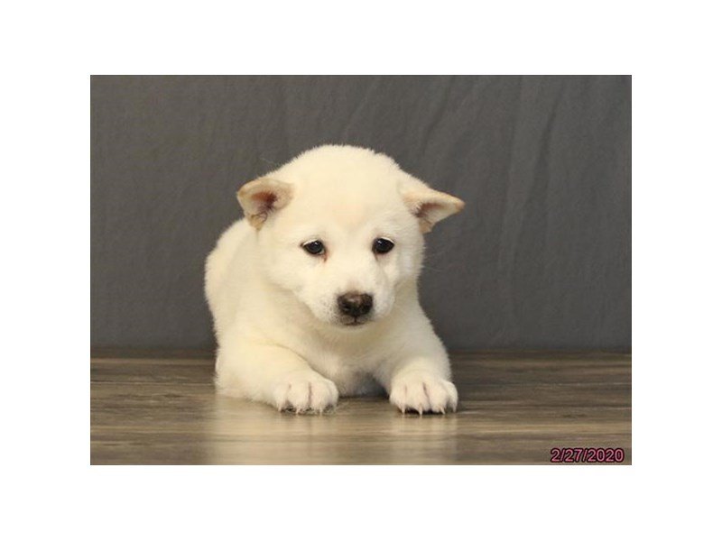 Shiba Inu