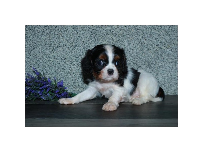 Cavalier King Charles Spaniel