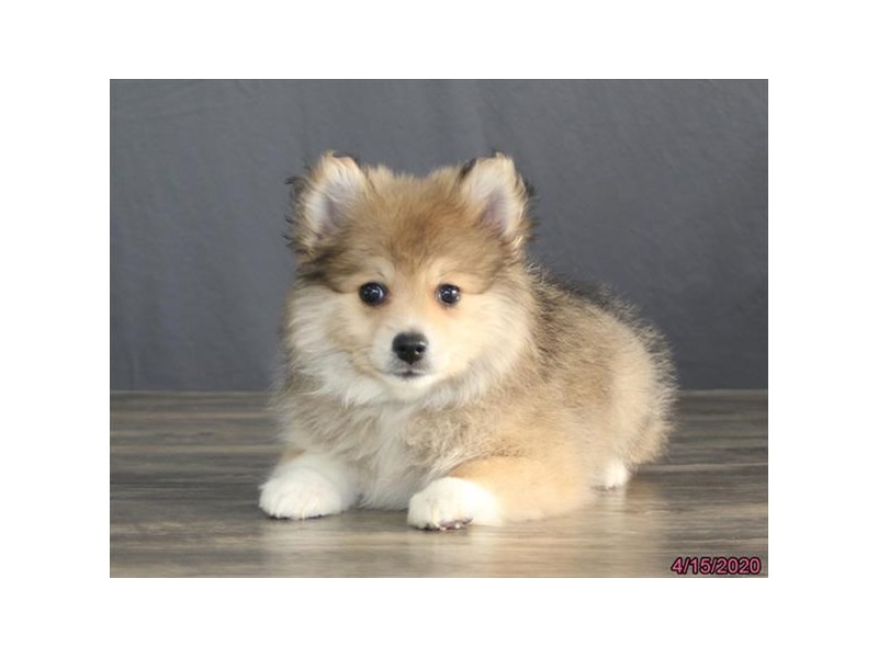 Pomeranian