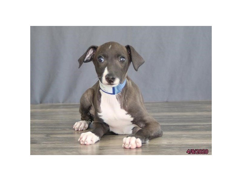 Italian Greyhound