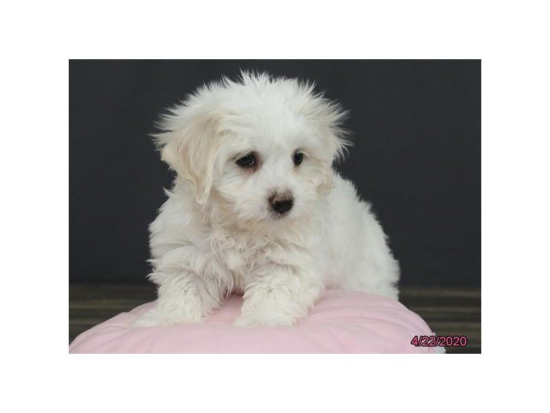 Coton De TulearDOGFemaleBrown / White2756383Petland Columbus, Ohio