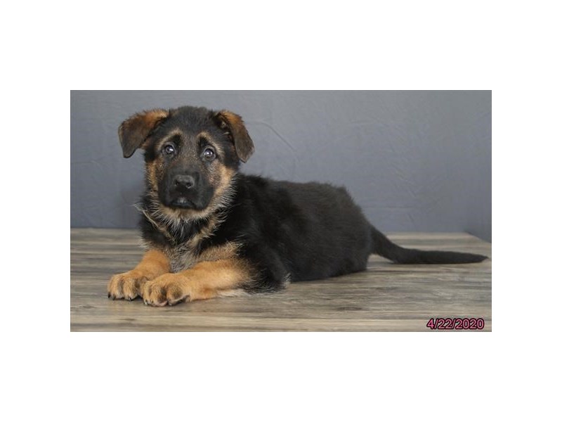 German Shepherd Dog