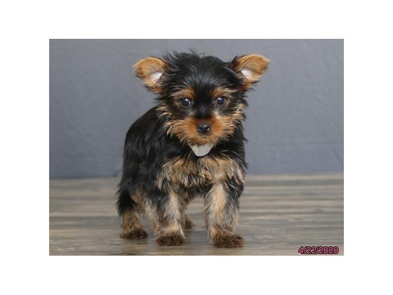 Yorkshire Terrier