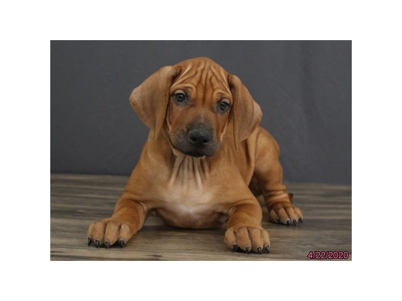 Rhodesian Ridgeback