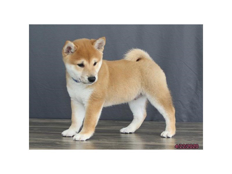 Shiba Inu