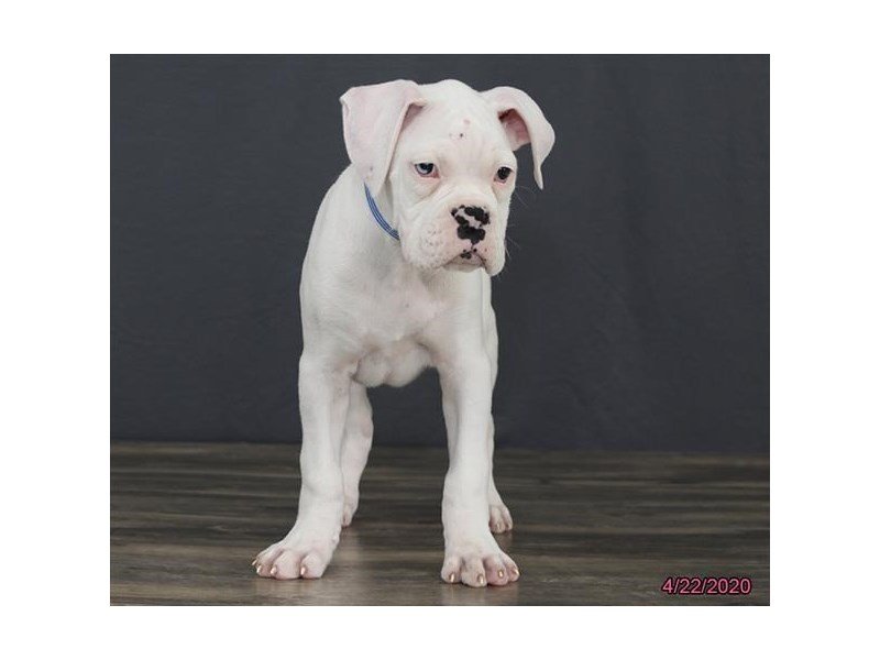 Boxer