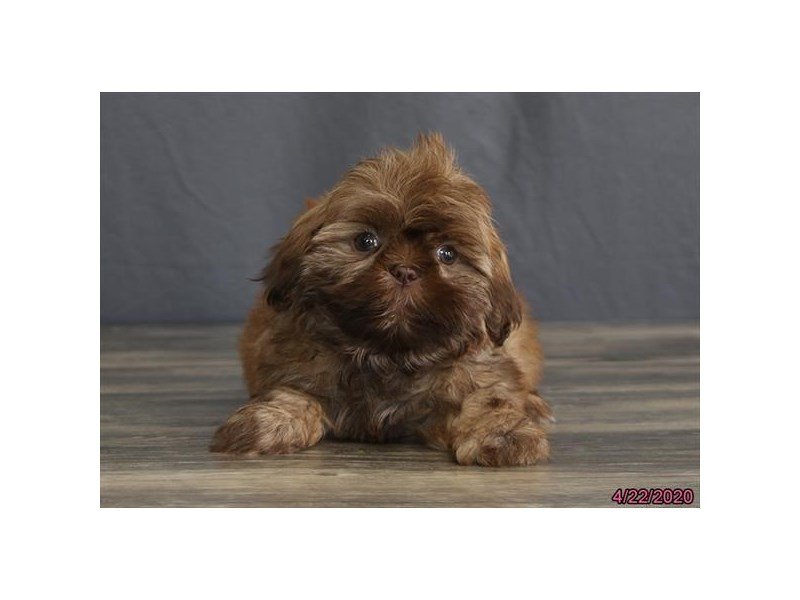 Shih Tzu
