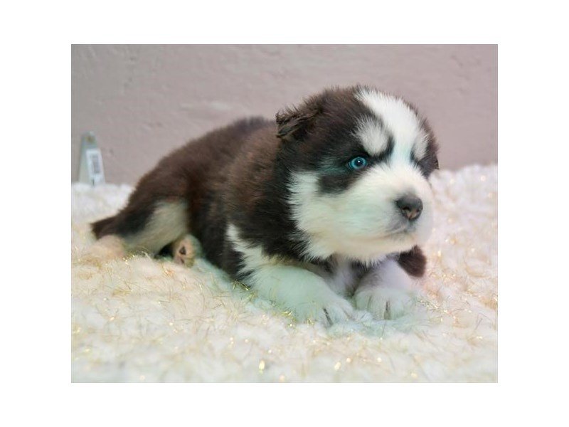 Siberian Husky
