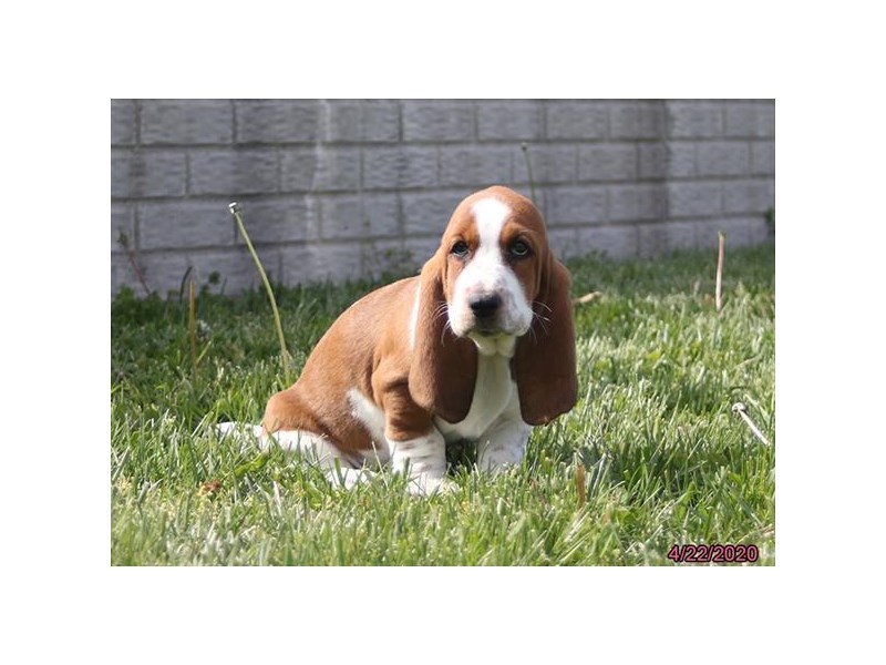 Basset Hound