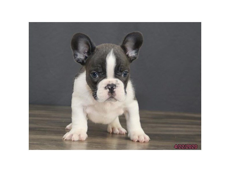 French Bulldog