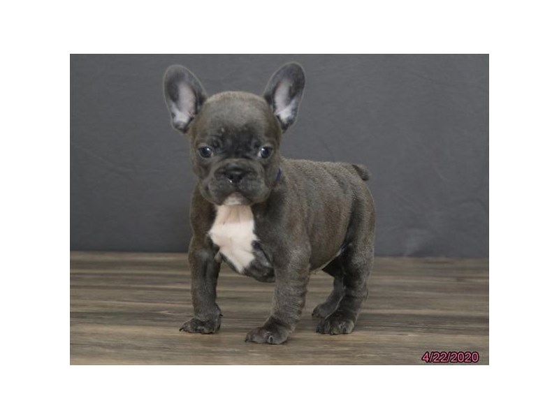 French Bulldog