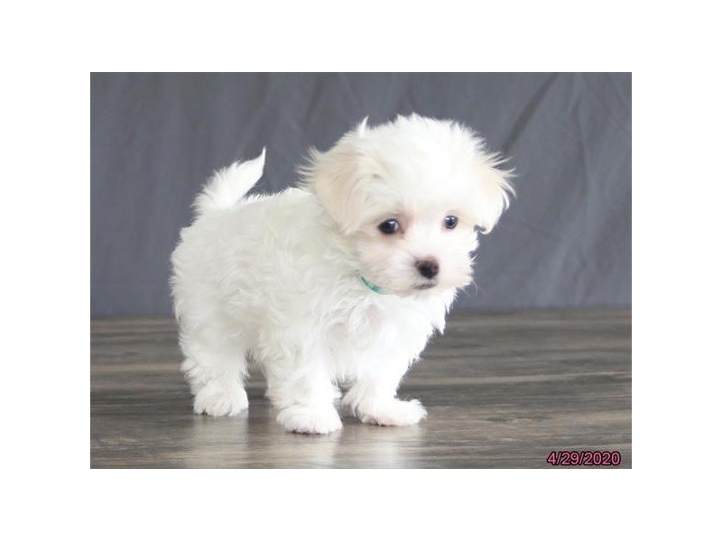 Maltese