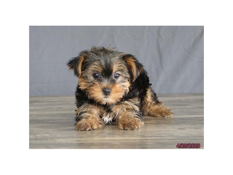 Yorkshire Terrier