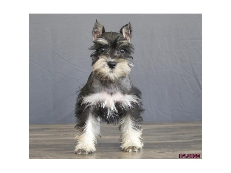 Miniature Schnauzer