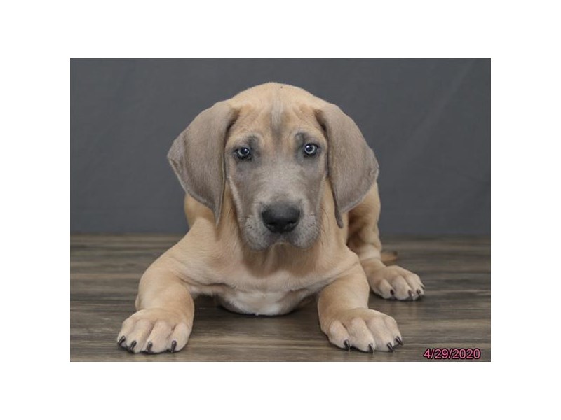 Great Dane