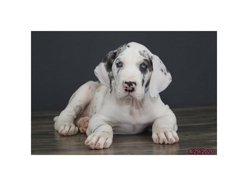 Great Dane