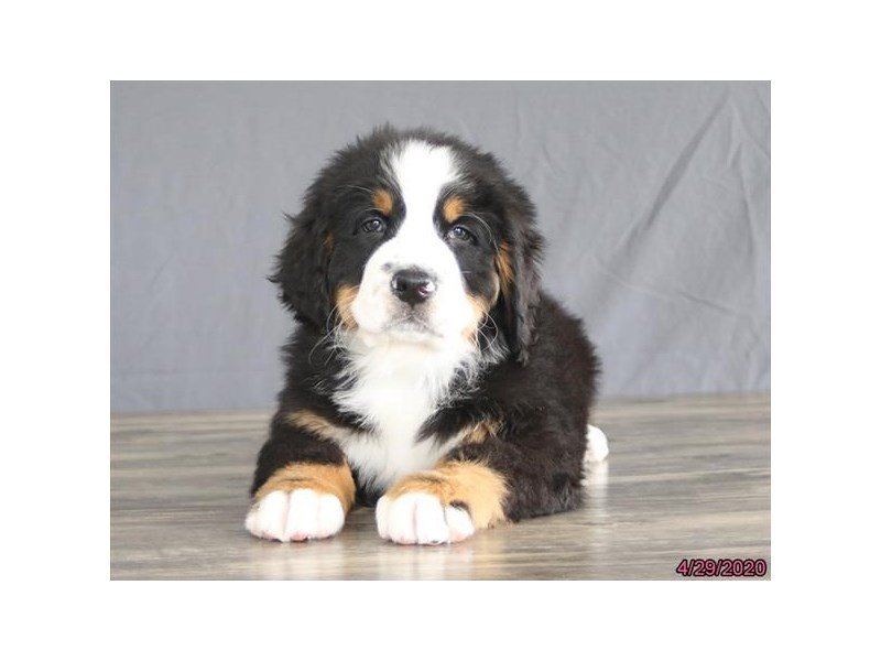Bernese Mountain Dog