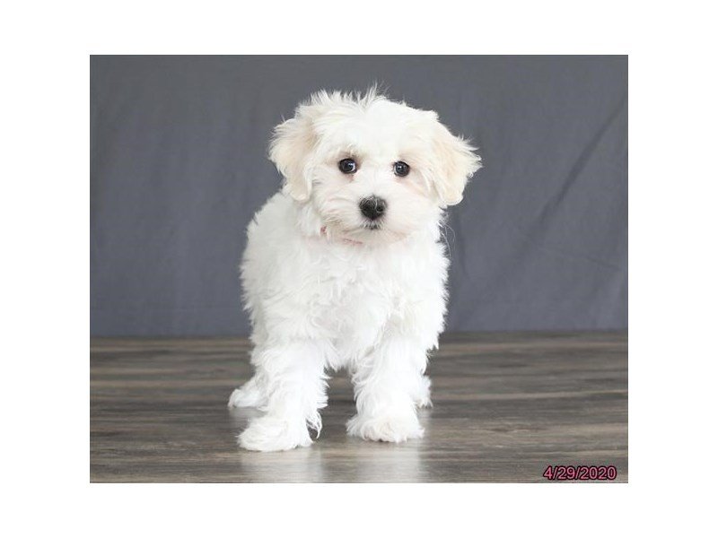 Coton De TulearDOGFemaleWhite2700425Petland Columbus, Ohio