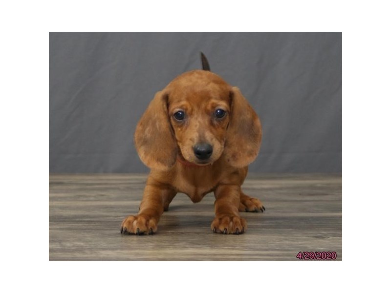 Dachshund