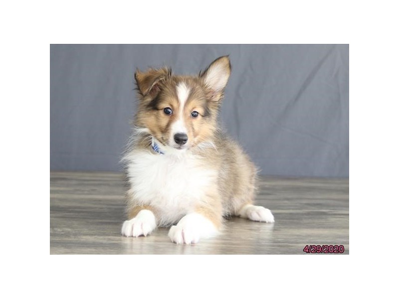 Shetland Sheepdog
