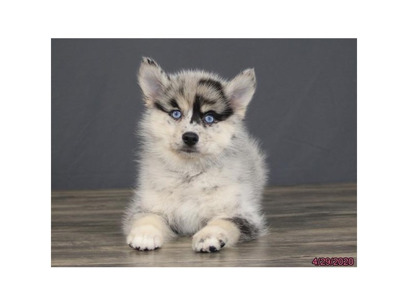 Pomsky