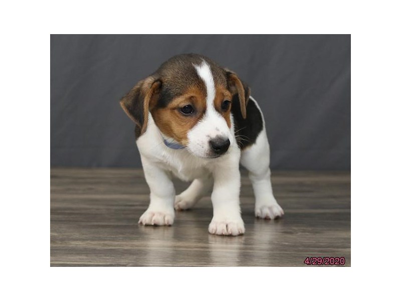 Jack Russell Terrier