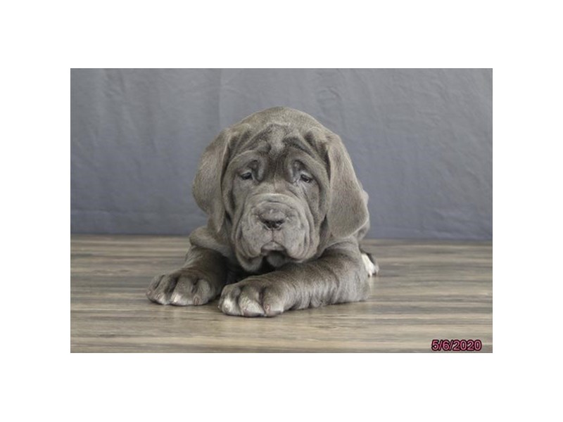 Neapolitan Mastiff
