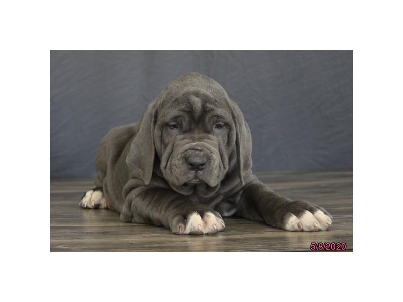 Neapolitan Mastiff