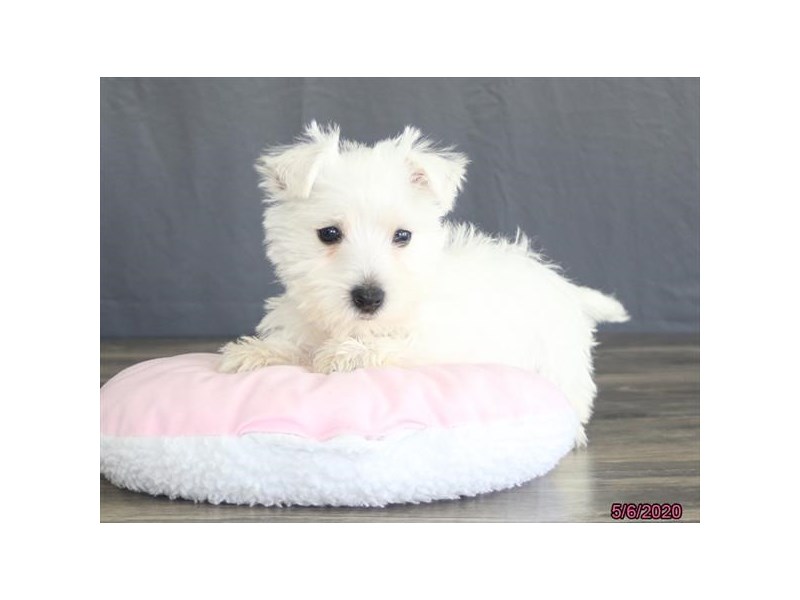 West Highland White Terrier