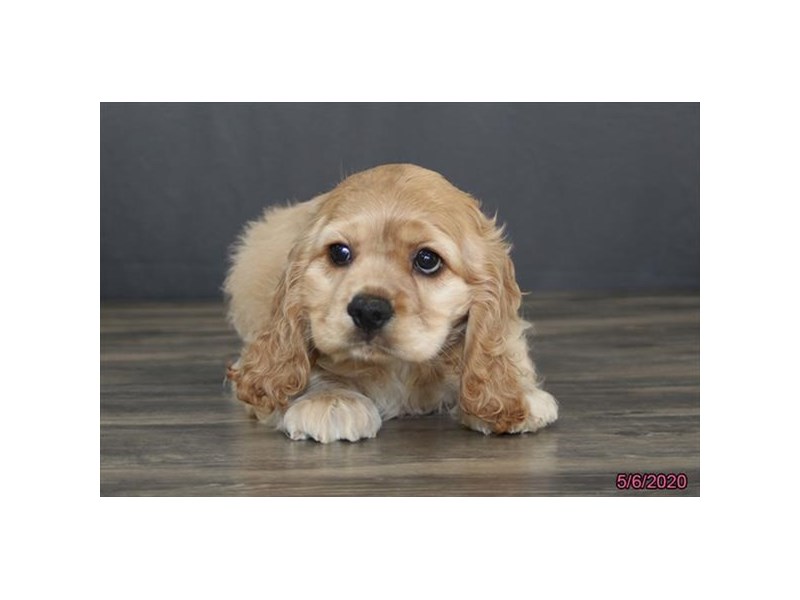 Cocker Spaniel
