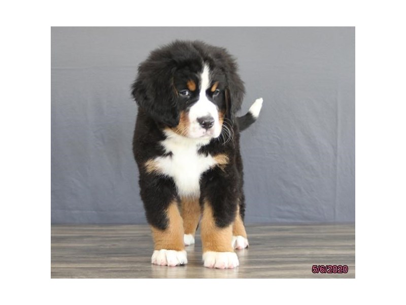 Bernese Mountain Dog