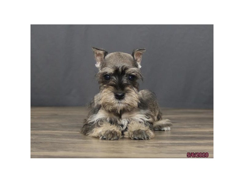 Miniature Schnauzer