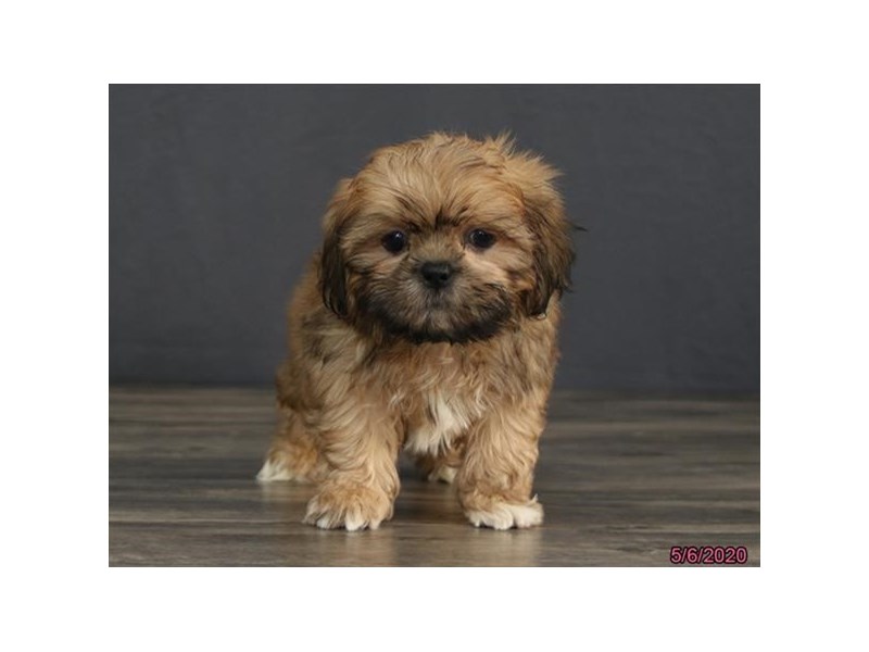 sable shih tzu