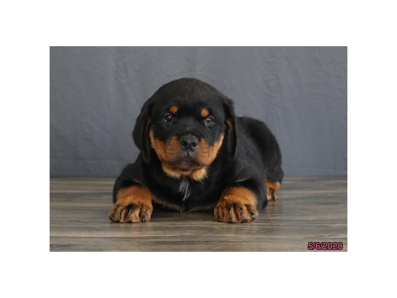 Rottweiler