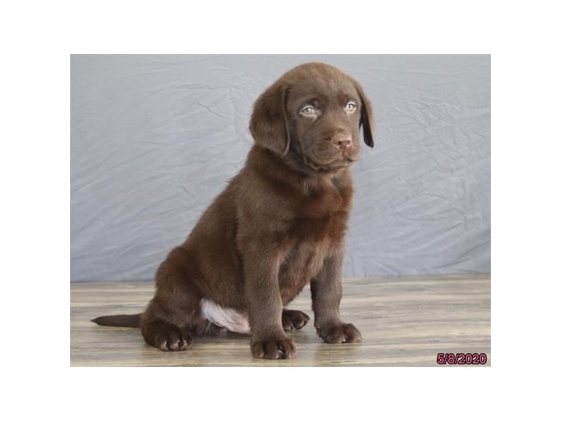 Labrador Retriever