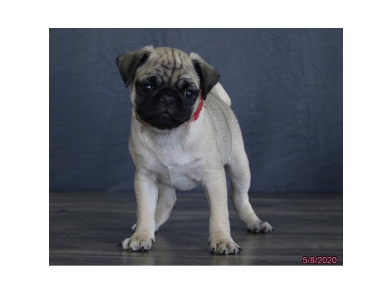 Pug