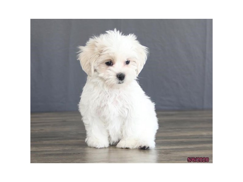 Coton De Tulear