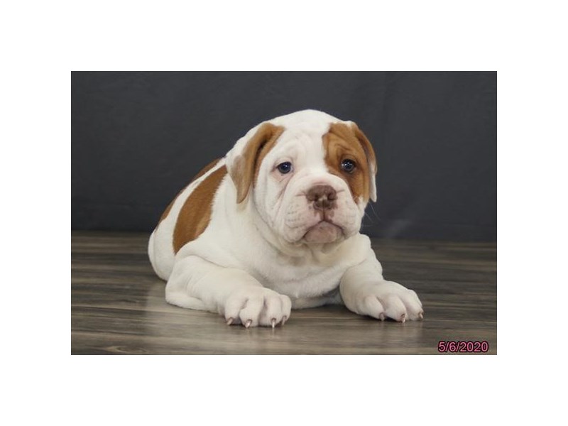 Olde English Bulldog
