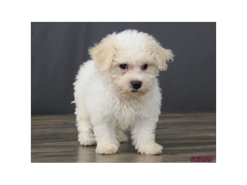 Bichon Frise